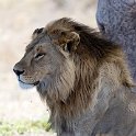 TZA SHI SerengetiNP 2016DEC24 NamiriPlains 005 : 2016, 2016 - African Adventures, Africa, Date, December, Eastern, Month, Namiri Plains, Places, Serengeti National Park, Shinyanga, Tanzania, Trips, Year